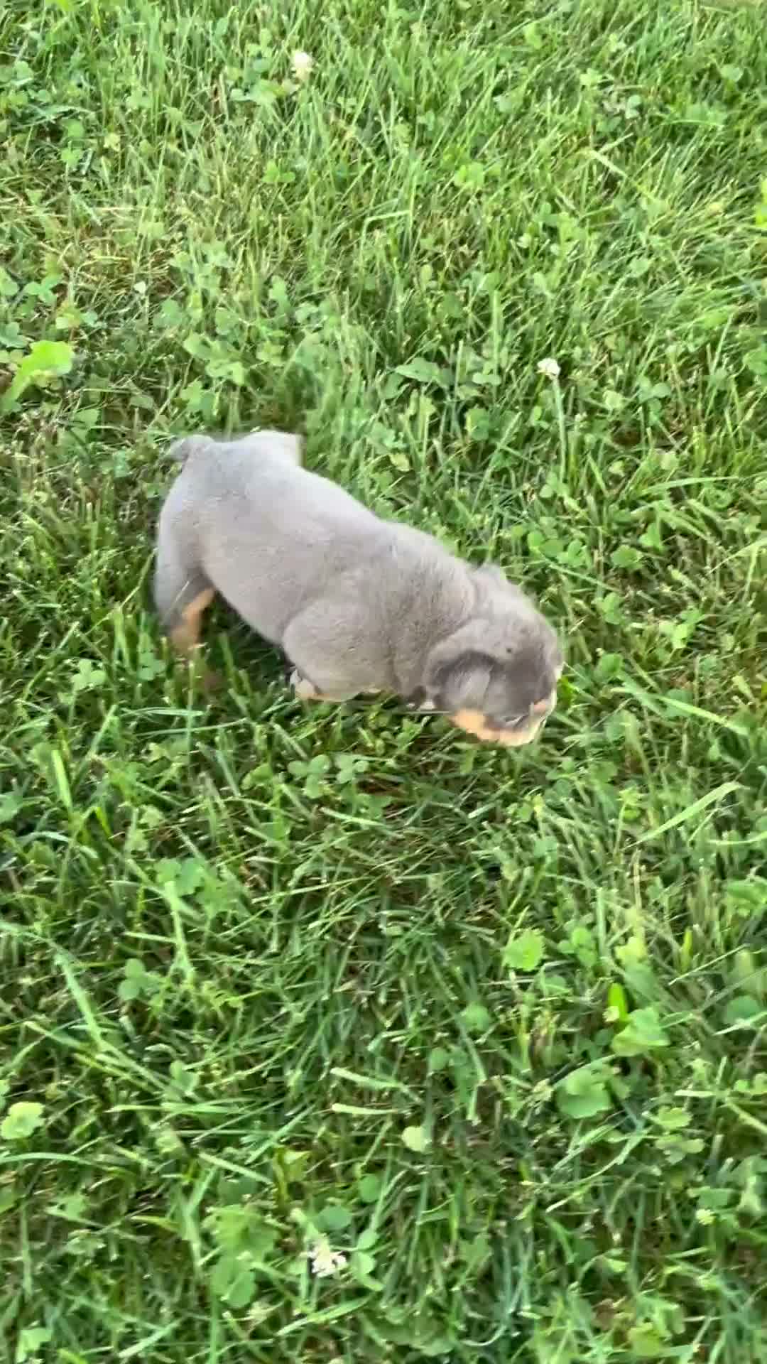 English Bulldog dogs for sale: Clare - Video 1