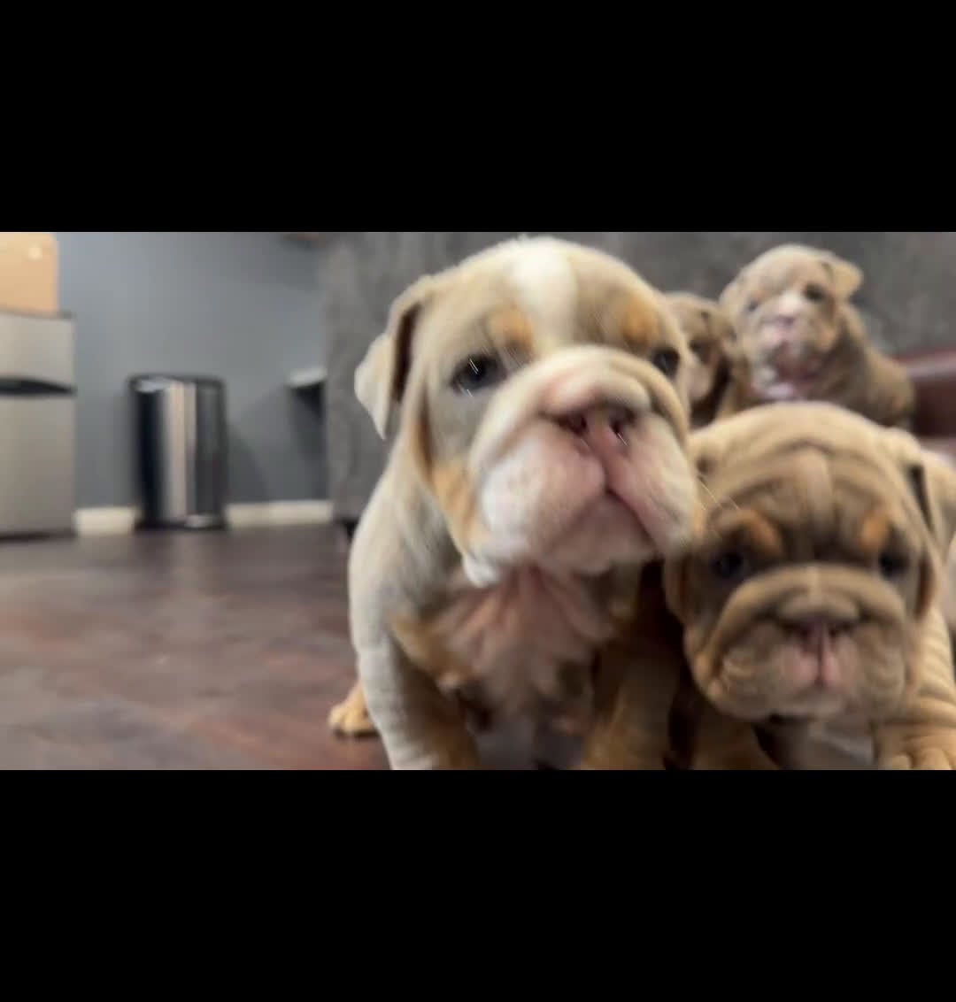 English Bulldog dogs for sale: English Bulldog Puppy 3 - Video 3
