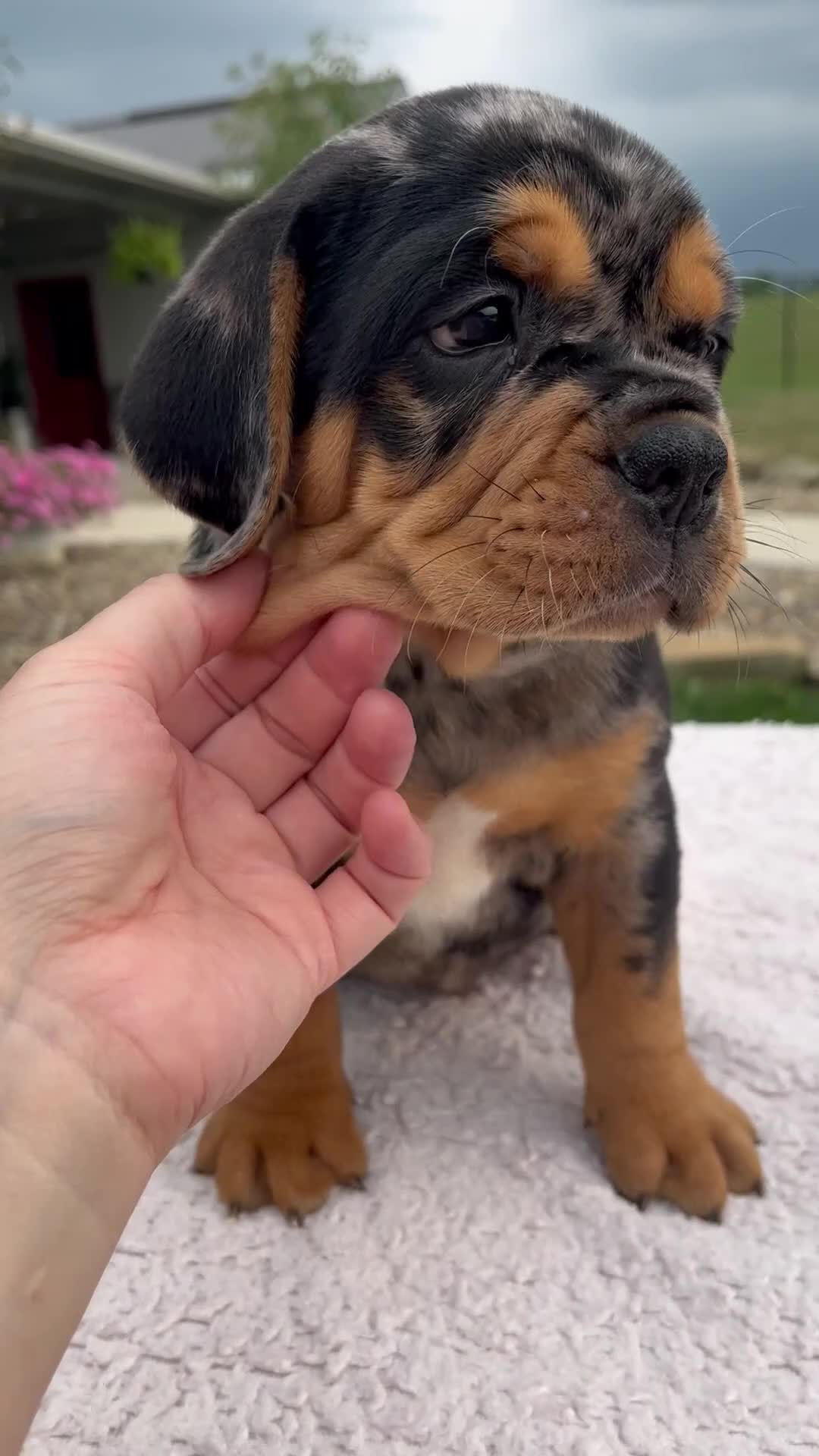 Beabull dogs for sale: Ty - Video 1