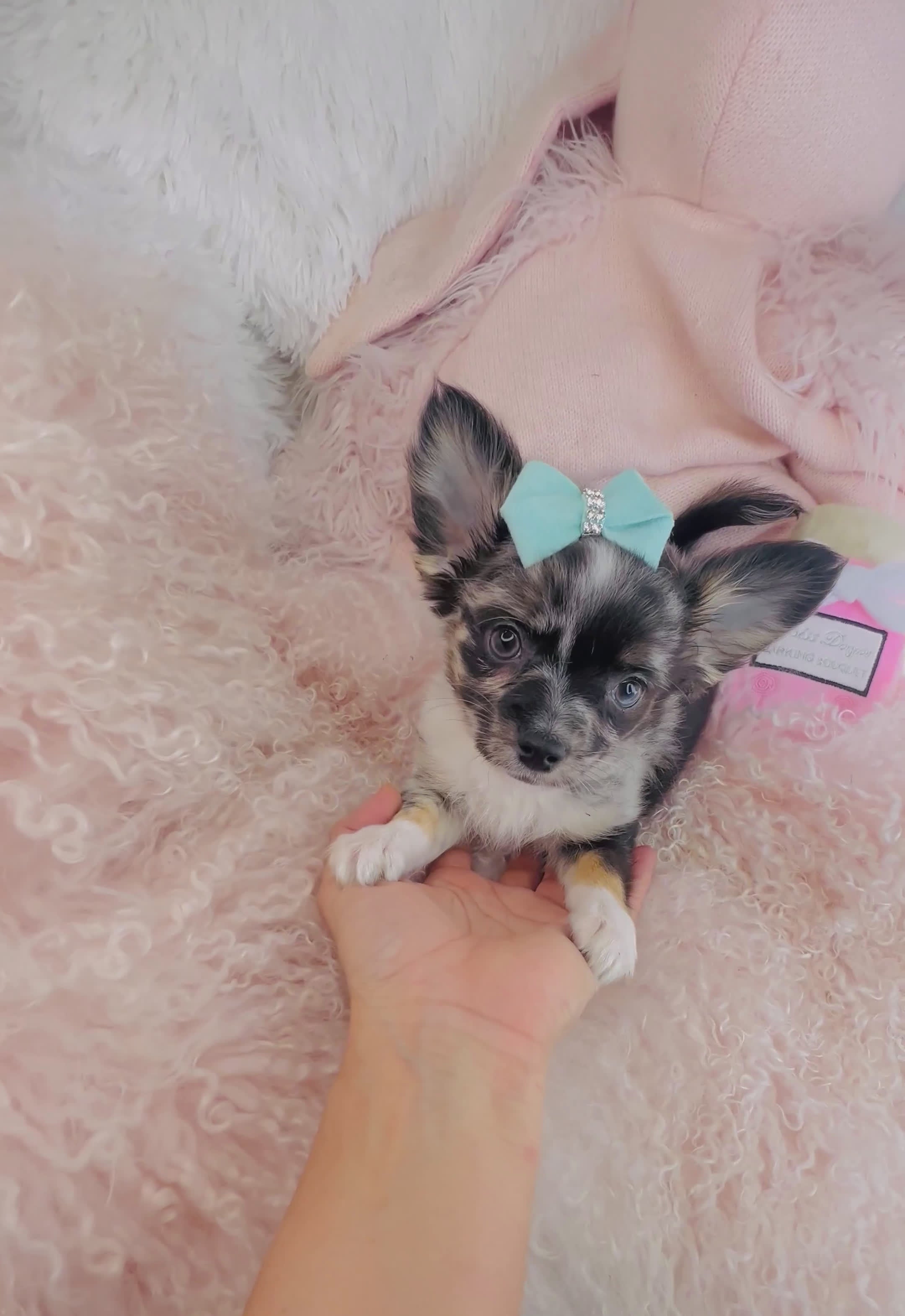 Chihuahua dogs for sale: Chihuahua Puppy 1 - Video 2