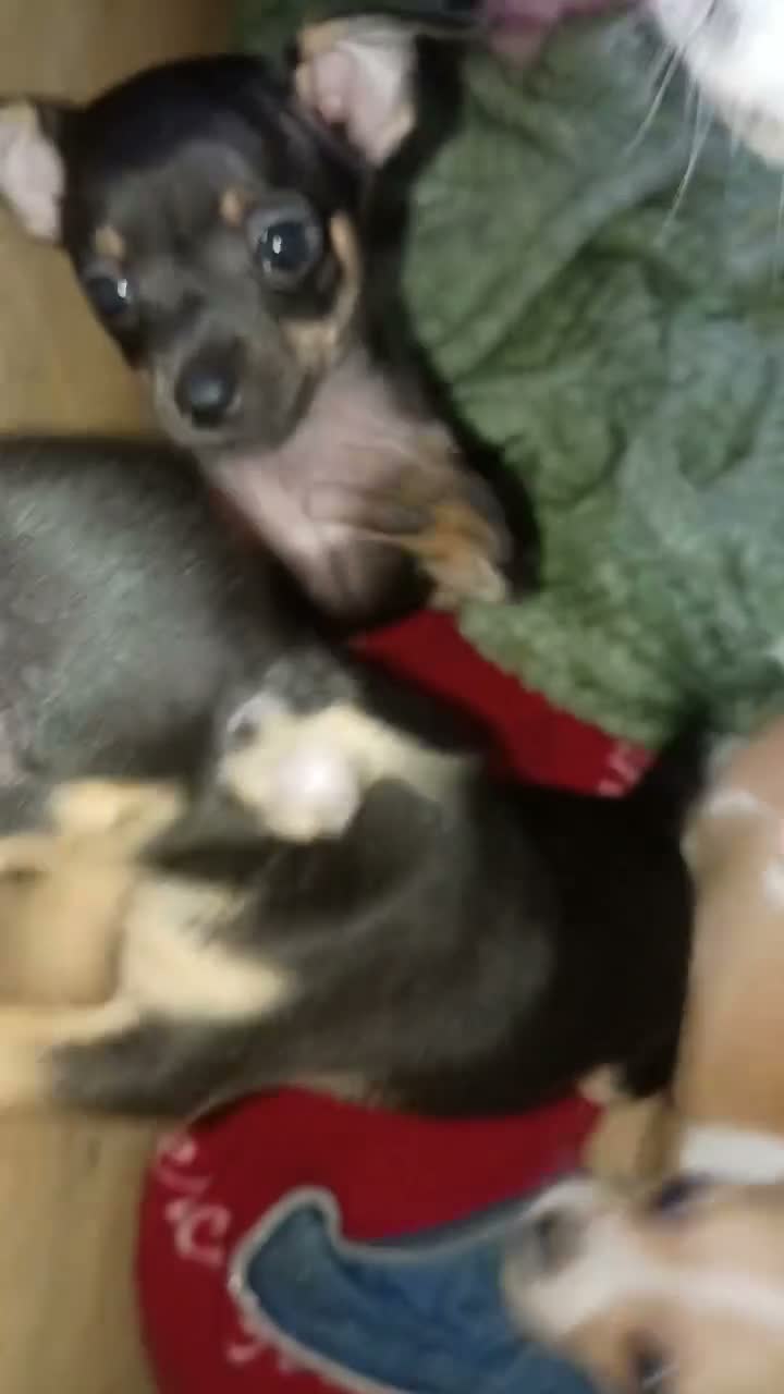 Chihuahua dogs for sale: Chihuahua 1 - Video 1