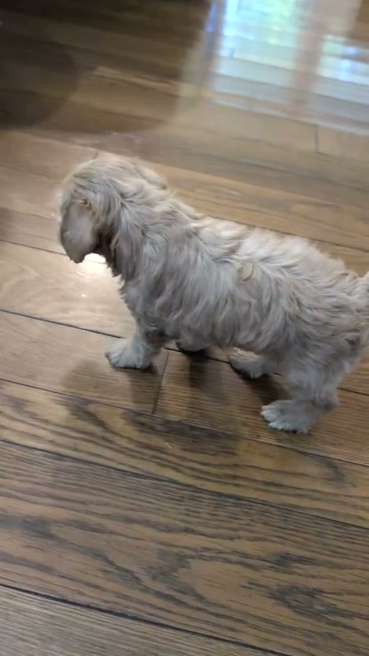 Schnoodle dogs for sale: Roscoe - Video 1