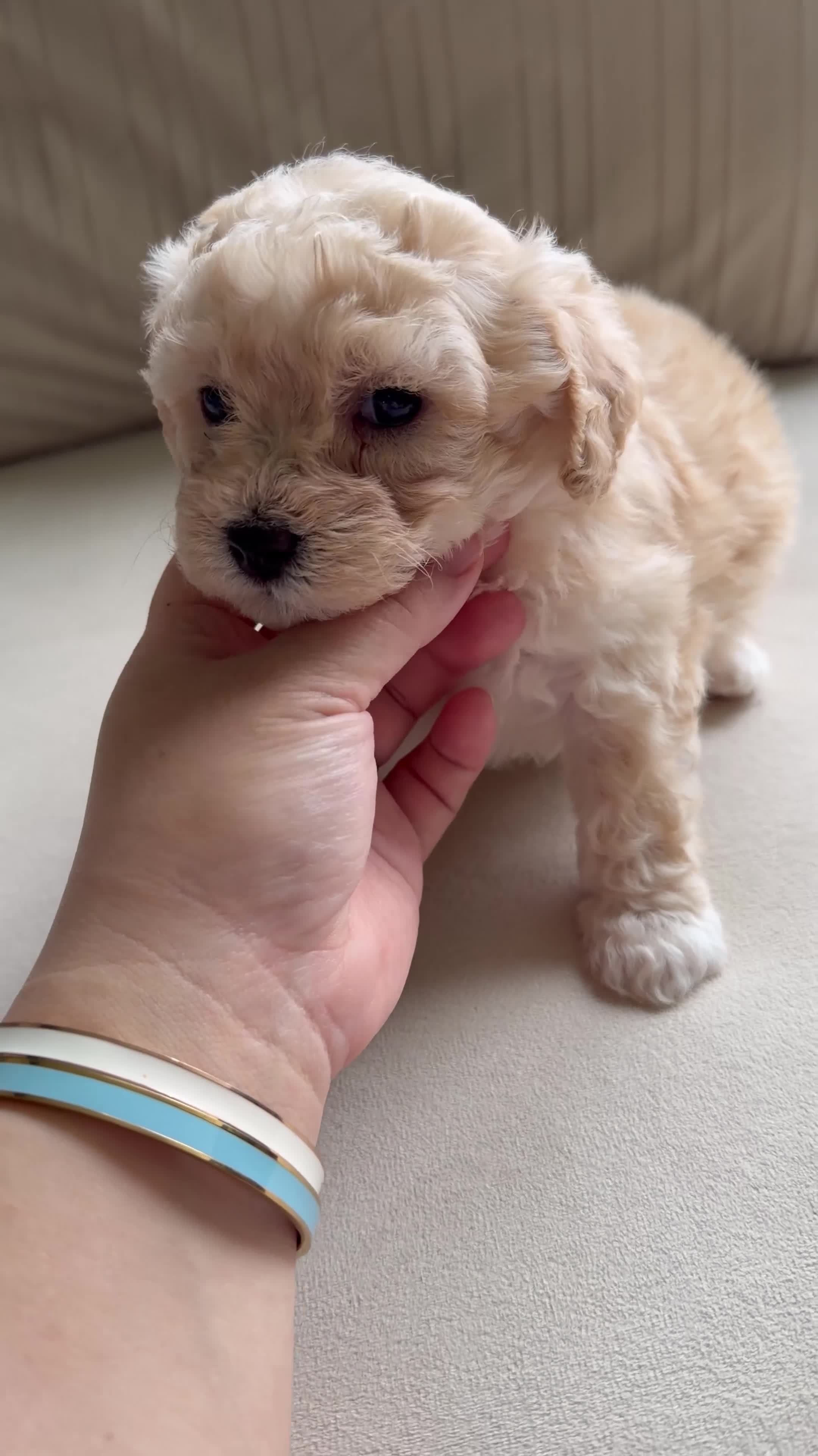 Bichpoo dogs for sale: Bichpoo 4 - Video 1