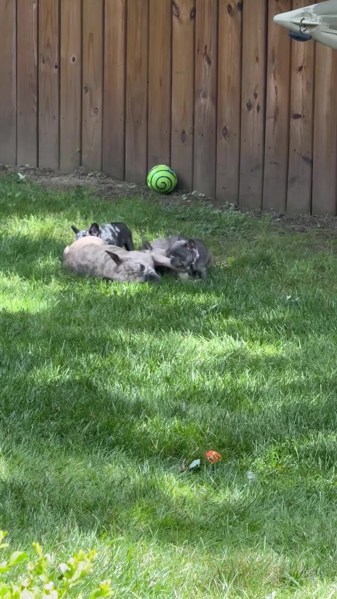 French Bulldog dogs for sale: TED E BEAR - Video 3