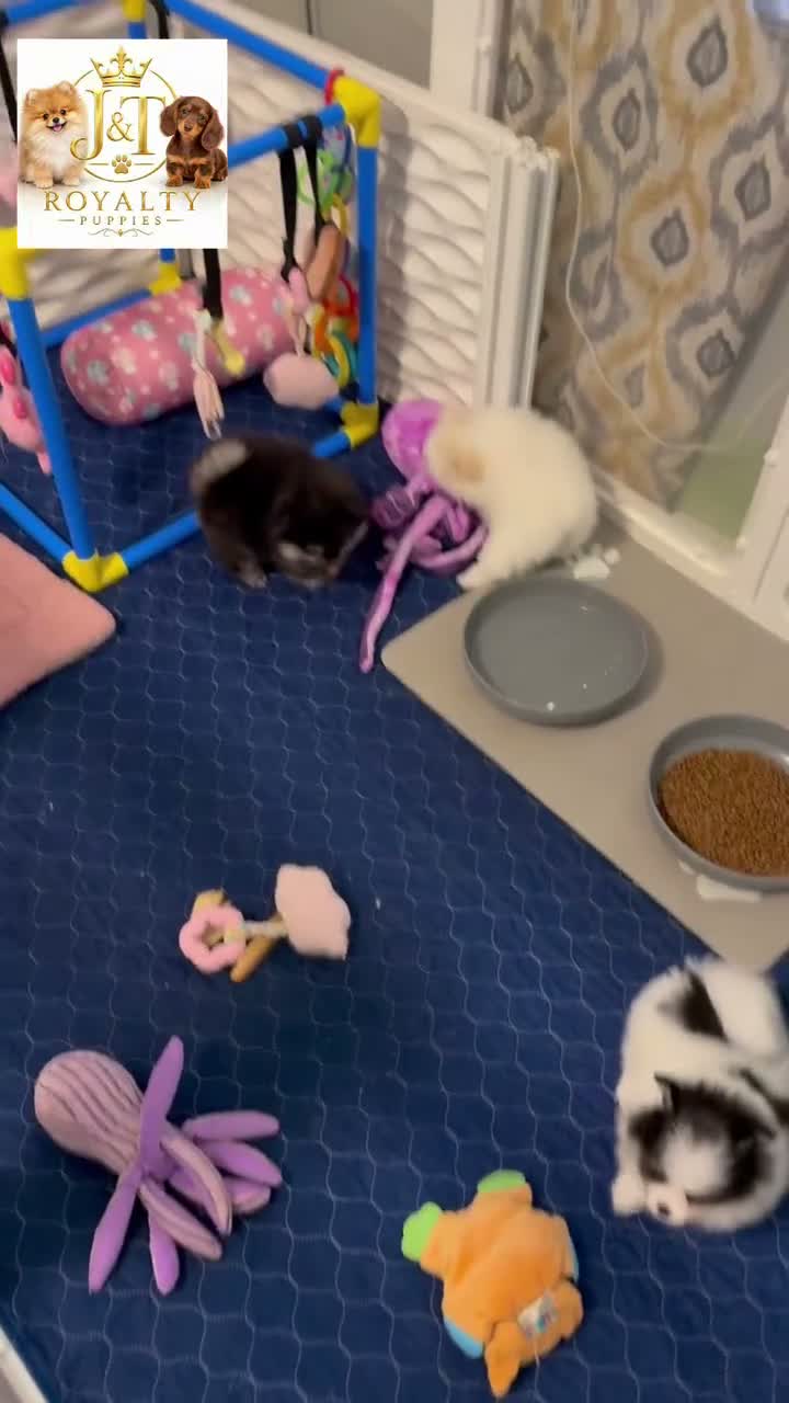 Pomeranian dogs for sale: Trixie - Video 1