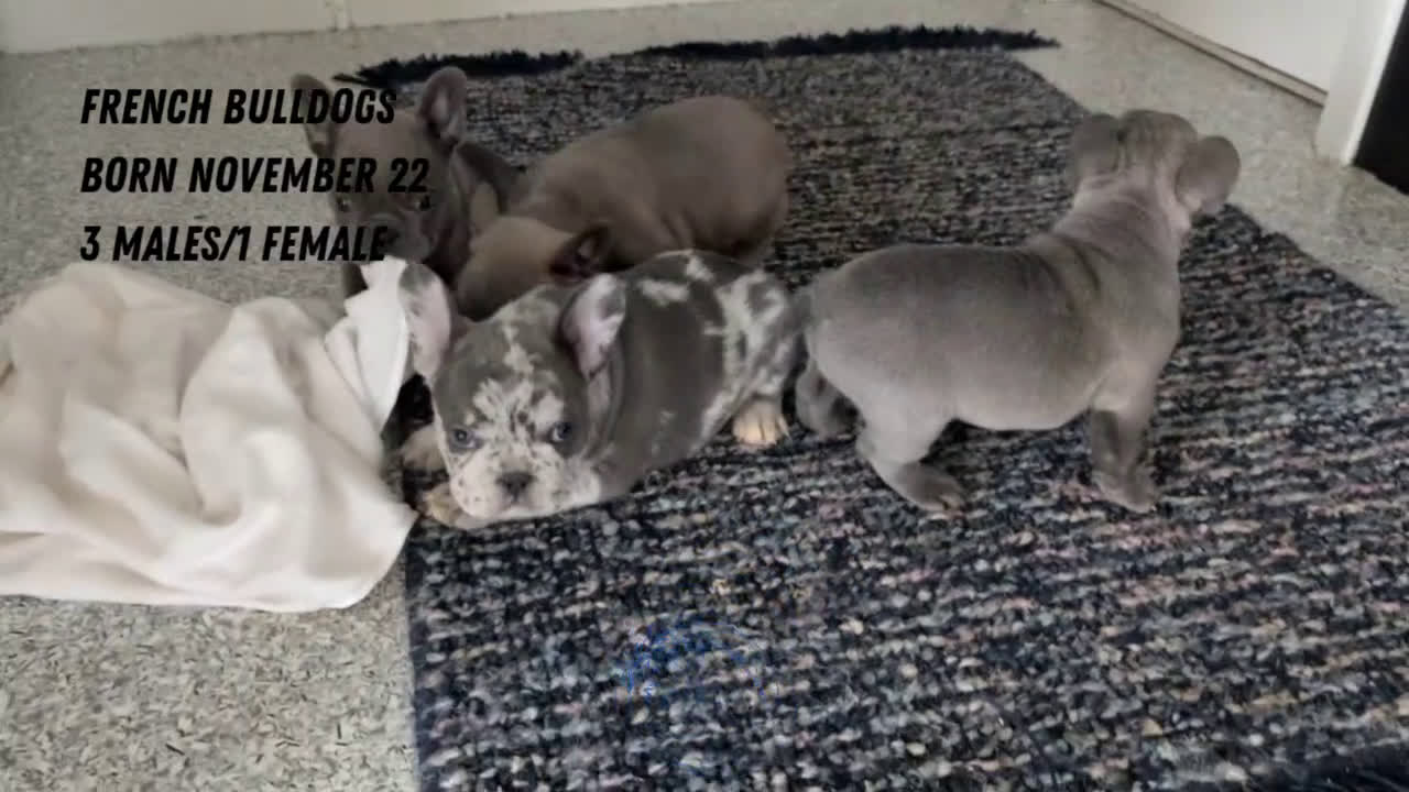 French Bulldog dogs for sale: Nala - Video 2