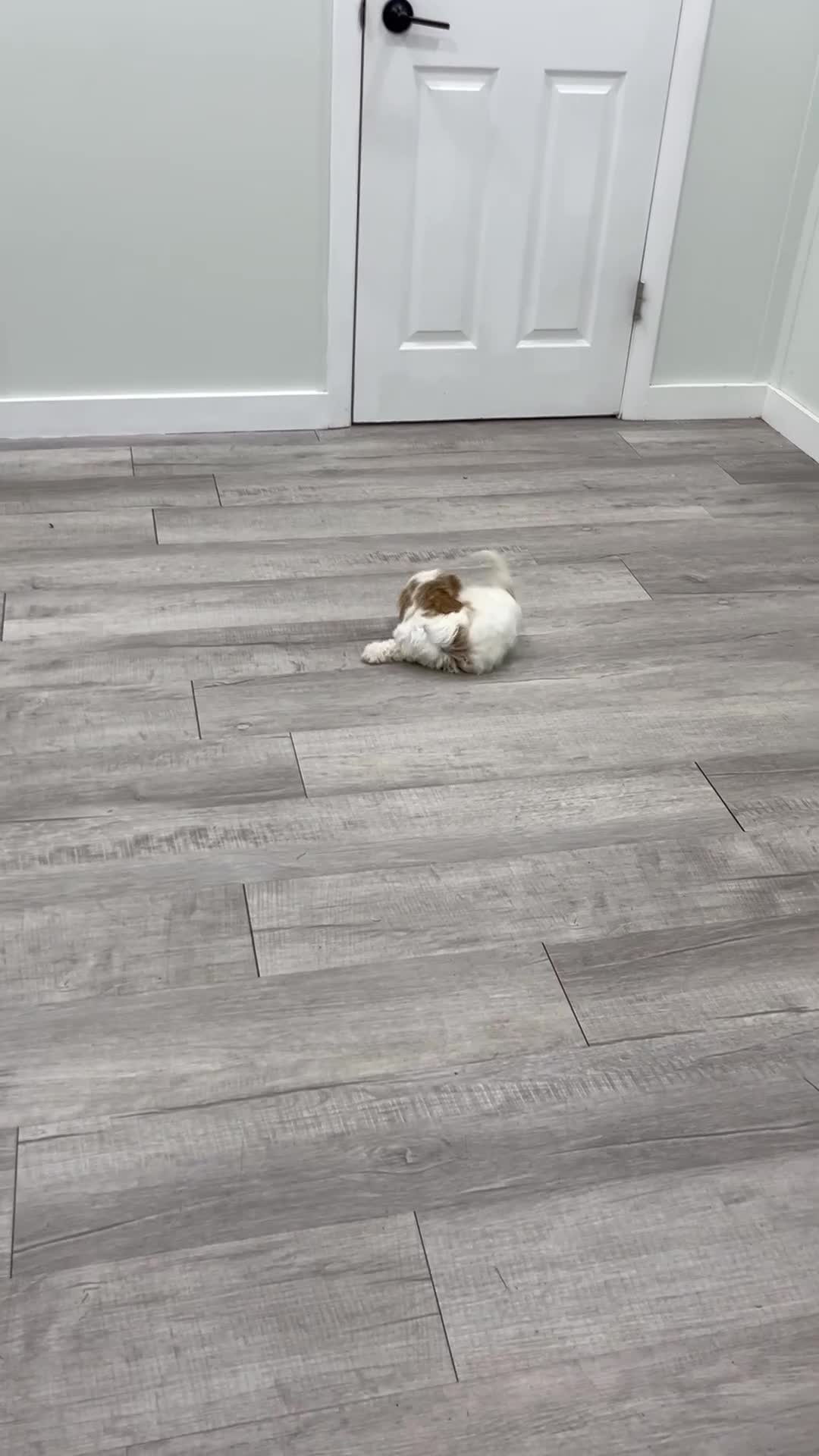 Miniature Poodle dogs for sale: Zoey - Video 1