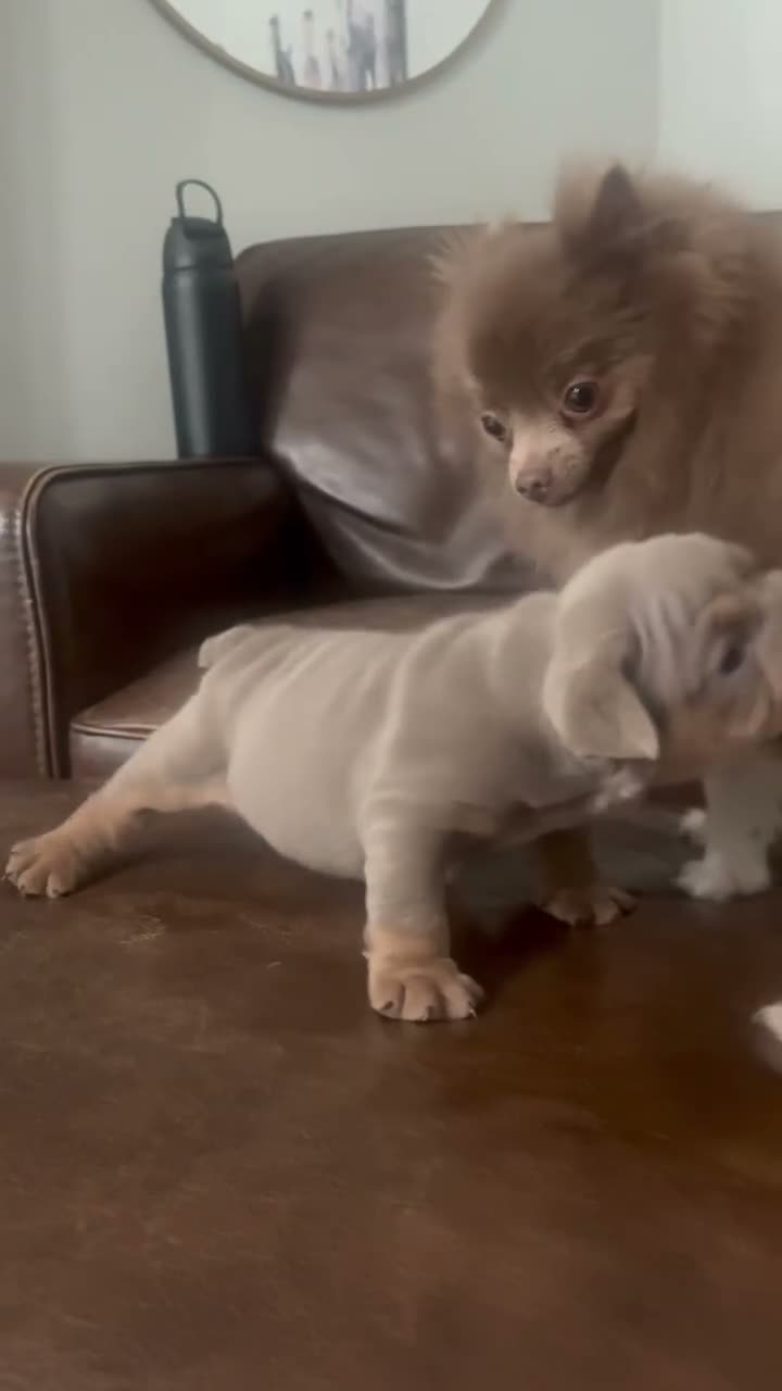English Bulldog dogs for sale: English Bulldog 1 - Video 1