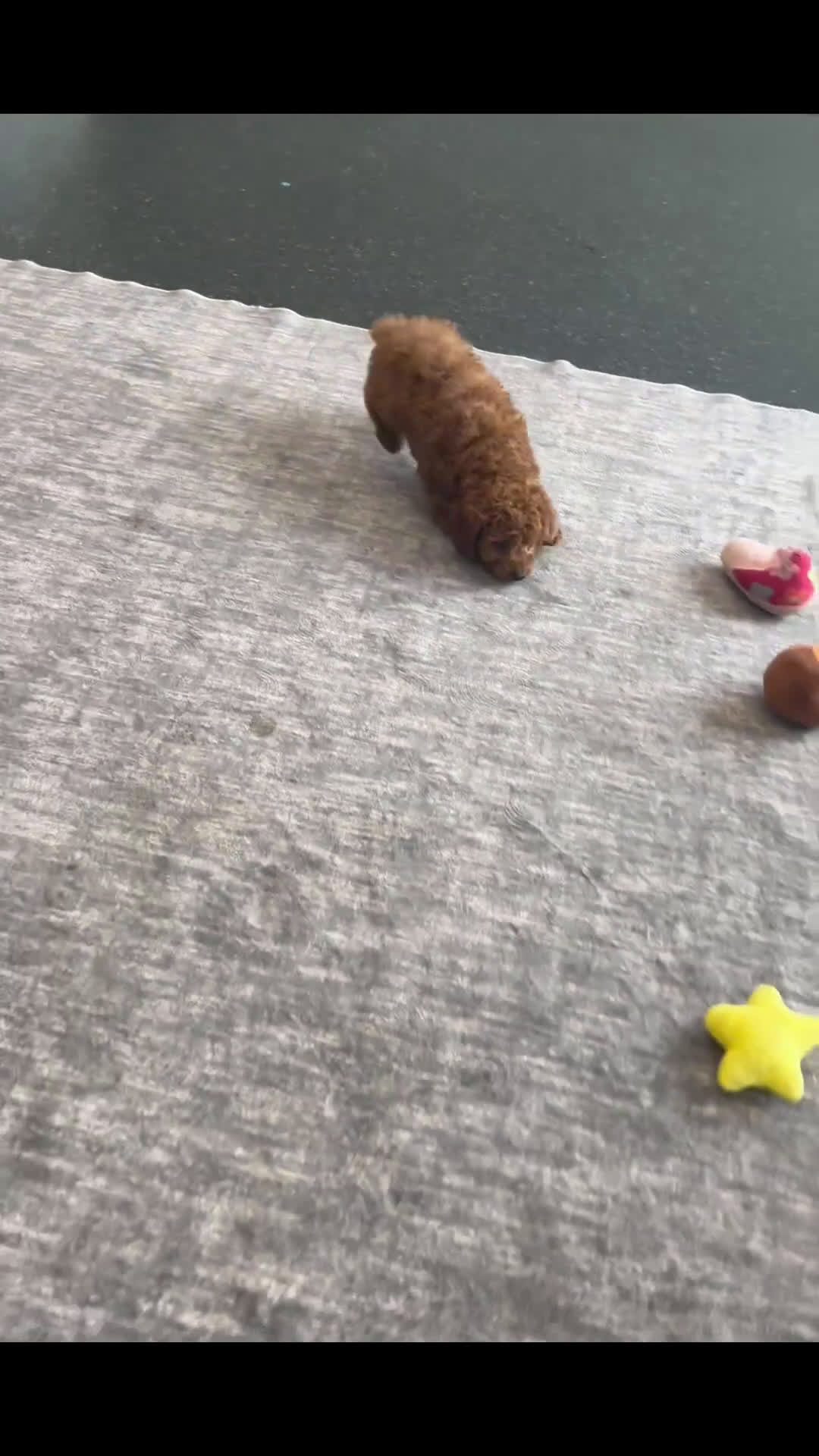 Cavapoo dogs for sale: Lavender Adorable F1B Champion Line Cavapoo - Video 2