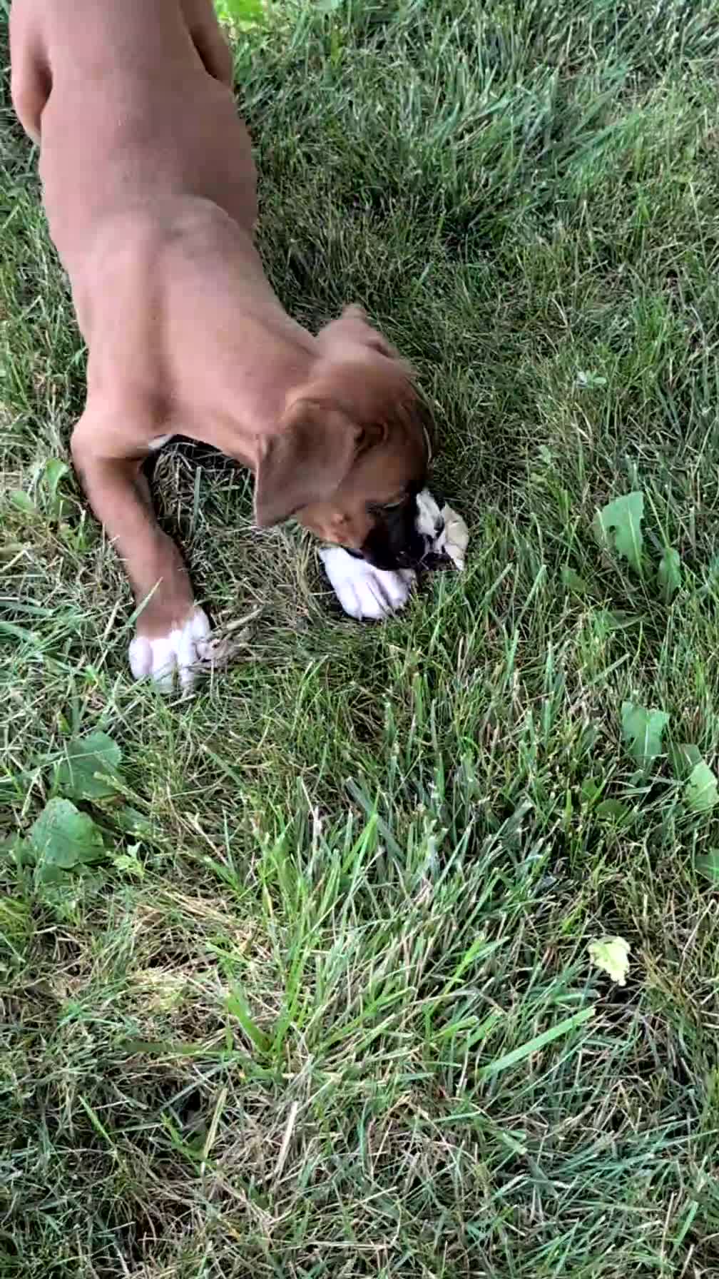 Boxer dogs for sale: Koko - Video 1