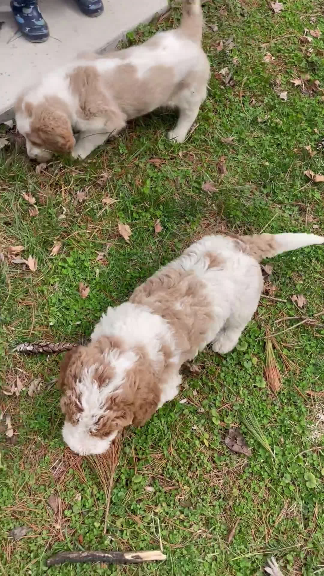 Labradoodle dogs for sale: Duke - Video 1
