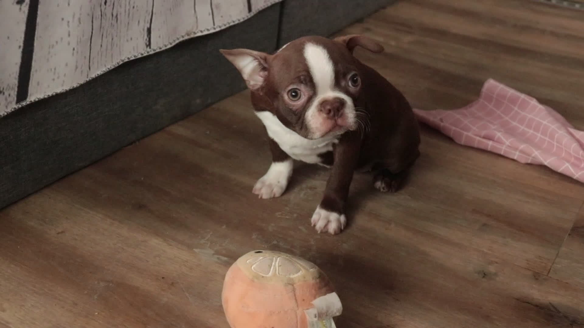 Boston Terrier dogs for sale: Katie - Video 1