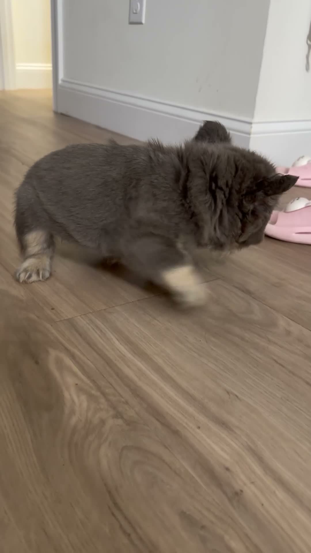 French Bulldog dogs for sale: Blueberry  - Video 1