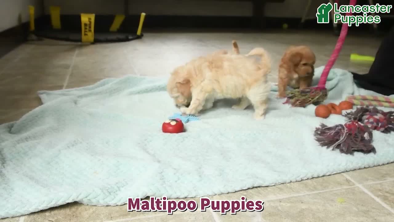 Maltipoo dogs for sale: Denny - Video 1