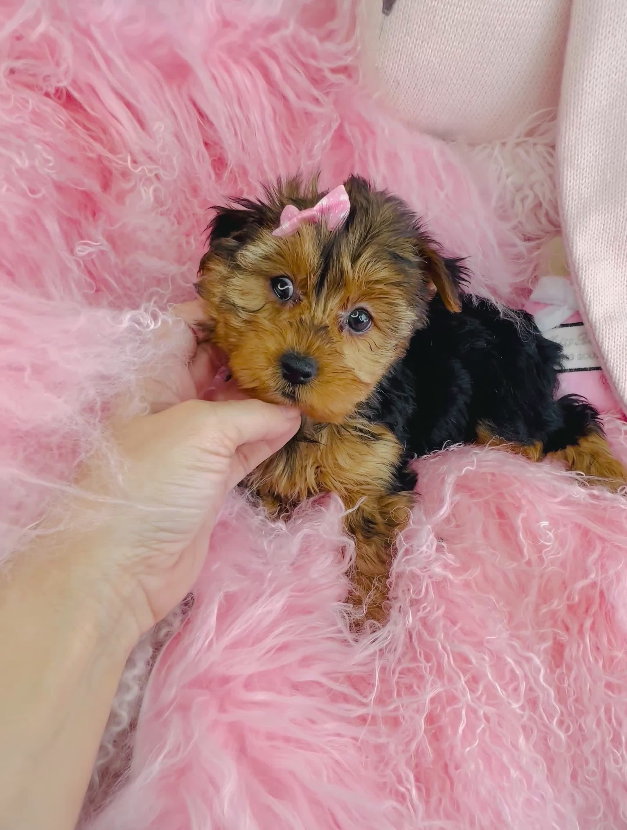 Yorkshire Terrier dogs for sale: Yorkshire Terrier Puppy 1 - Video 1