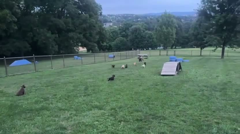 Labrador Retriever dogs for sale: Pumpkin - Video 1