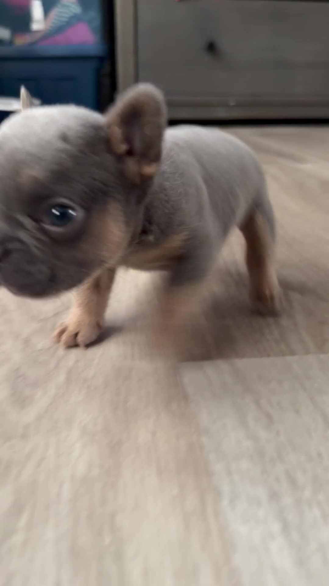 French Bulldog dogs for sale: French Bulldog 1 - Video 2