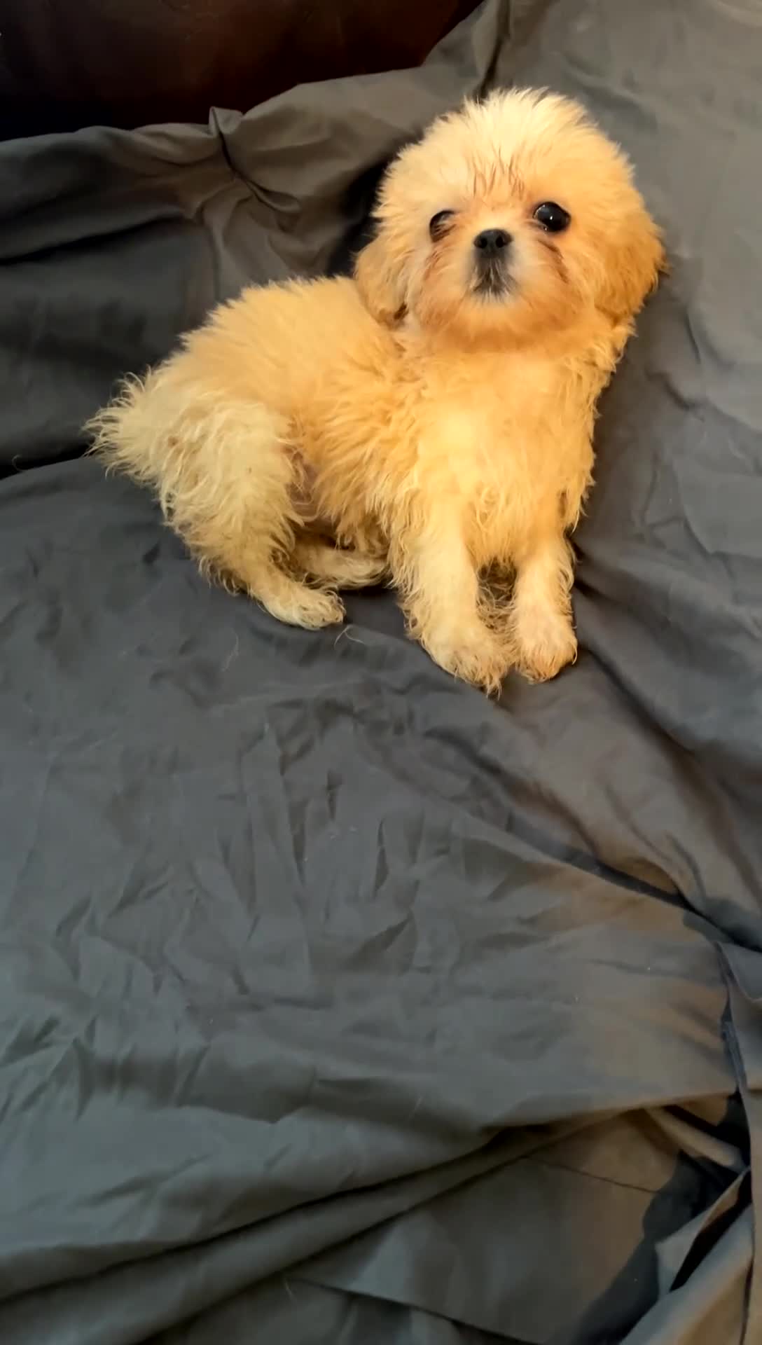 Mixed Breed dogs for sale: Teddy - Video 1