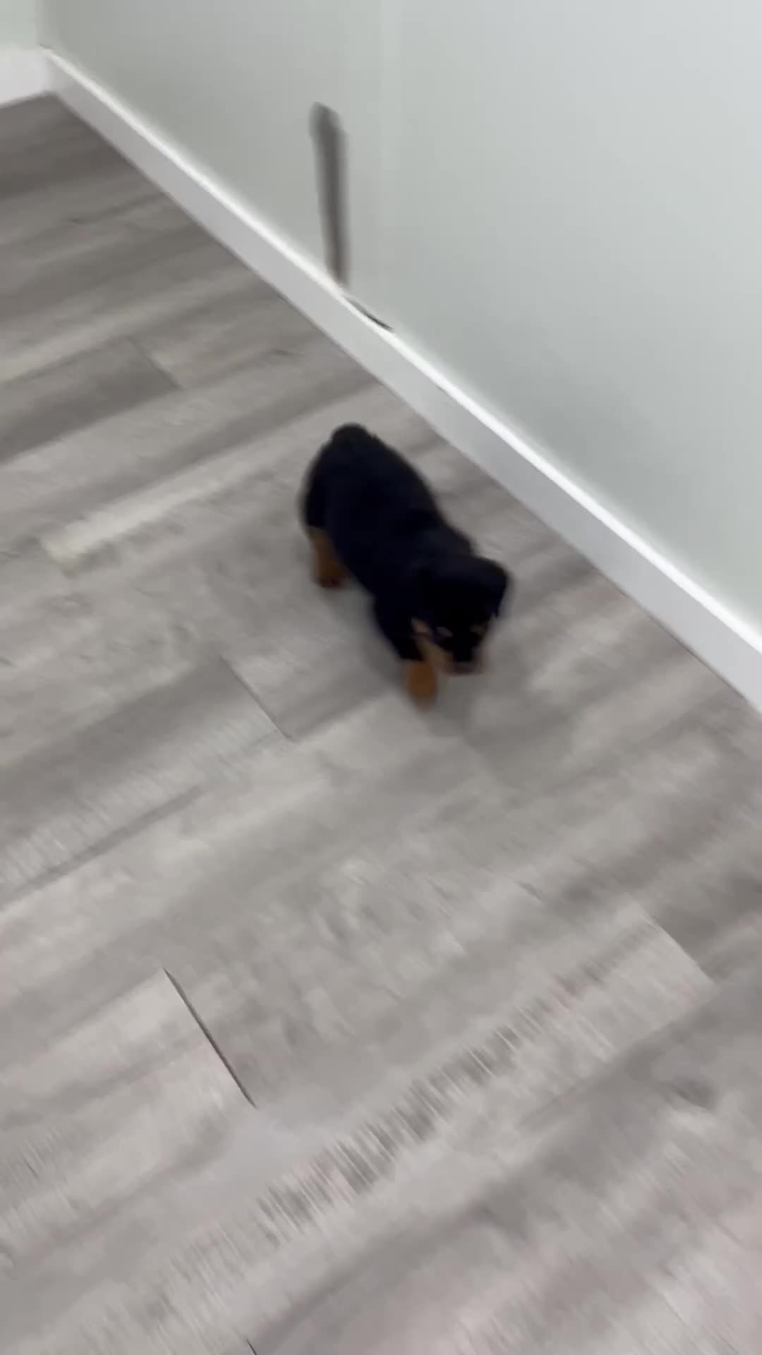 Rottweiler dogs for sale: Remmy - Video 1