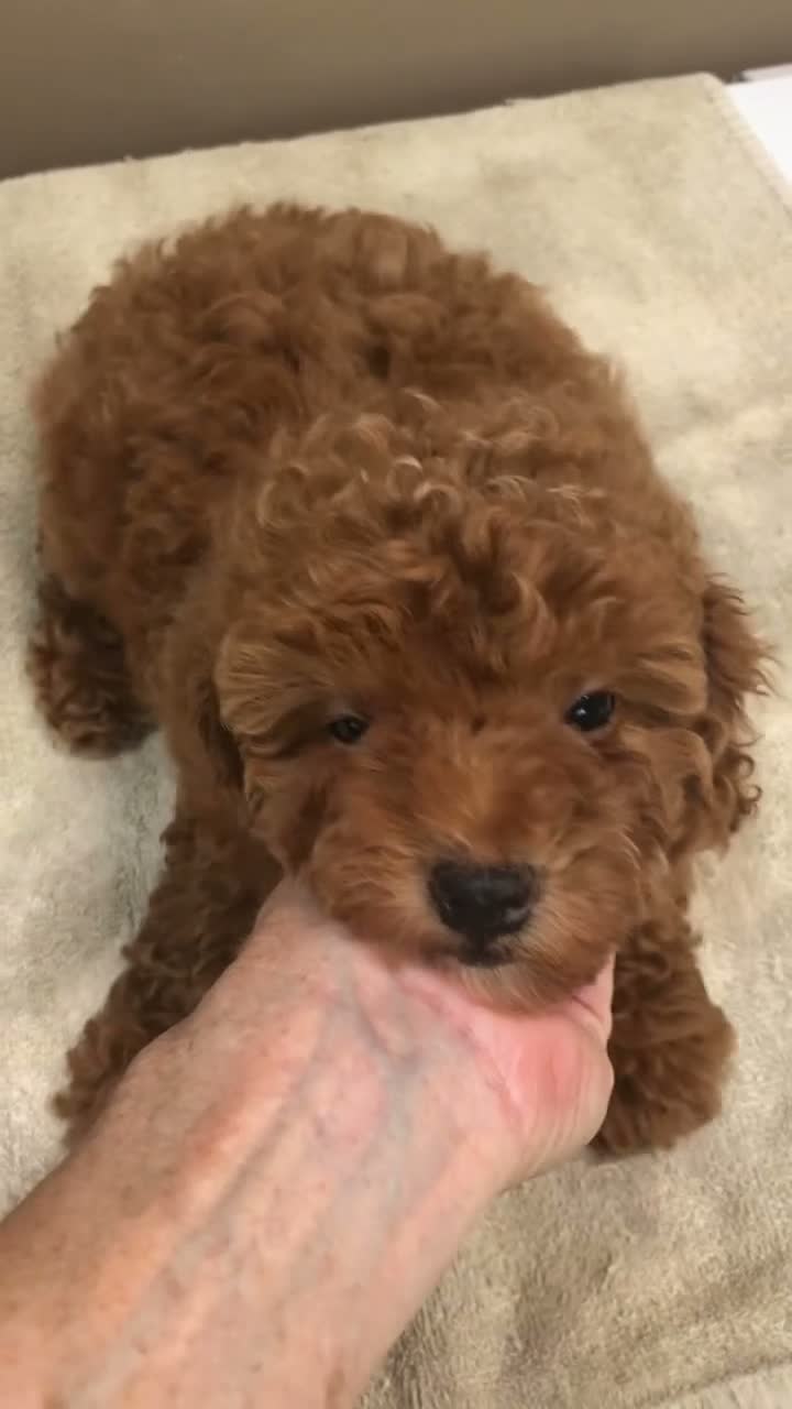 Toy Poodle dogs for sale: Deep Red - Video 1