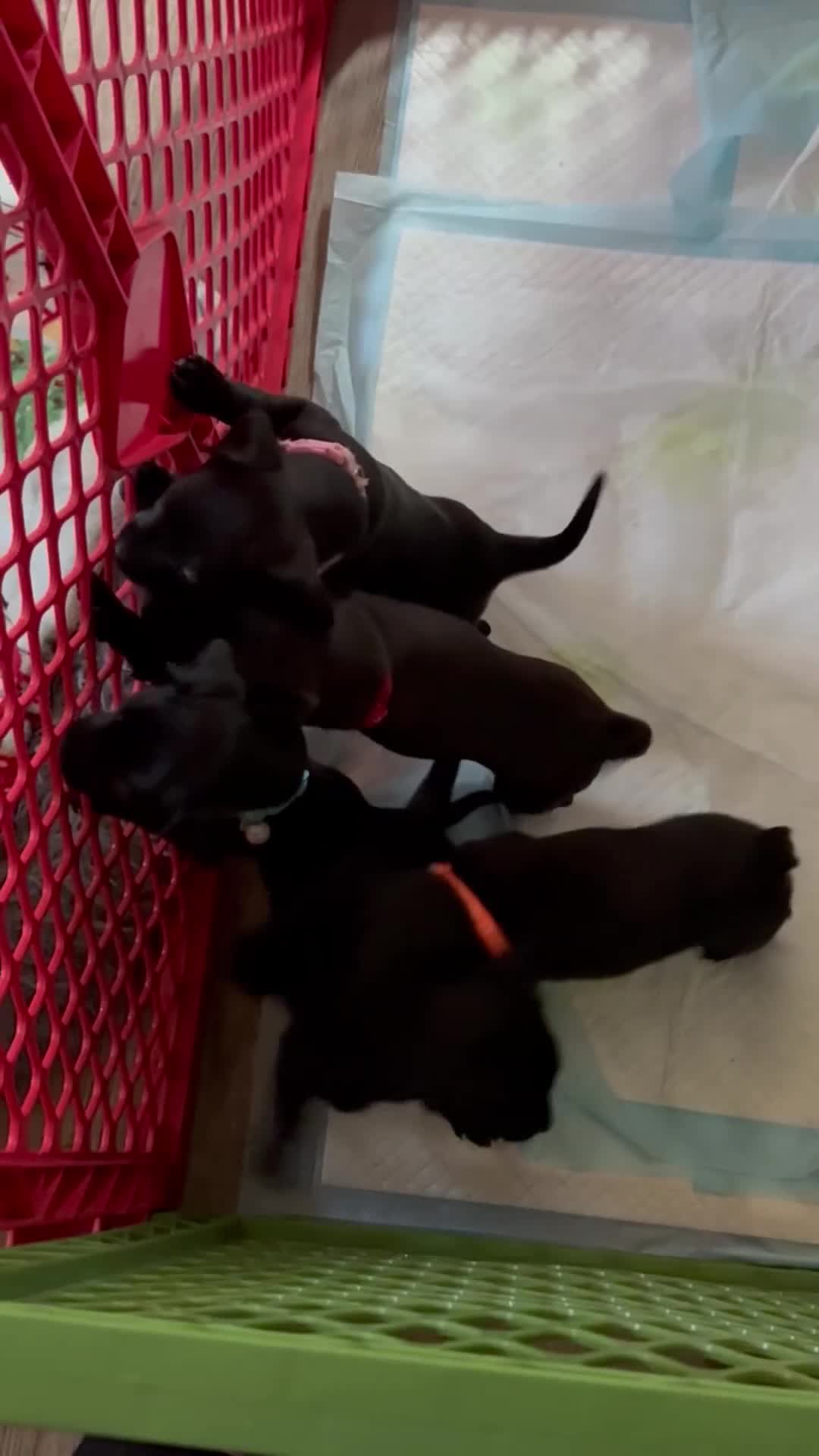 Chihuahua dogs for sale: Chihuahua Puppy 3 - Video 2