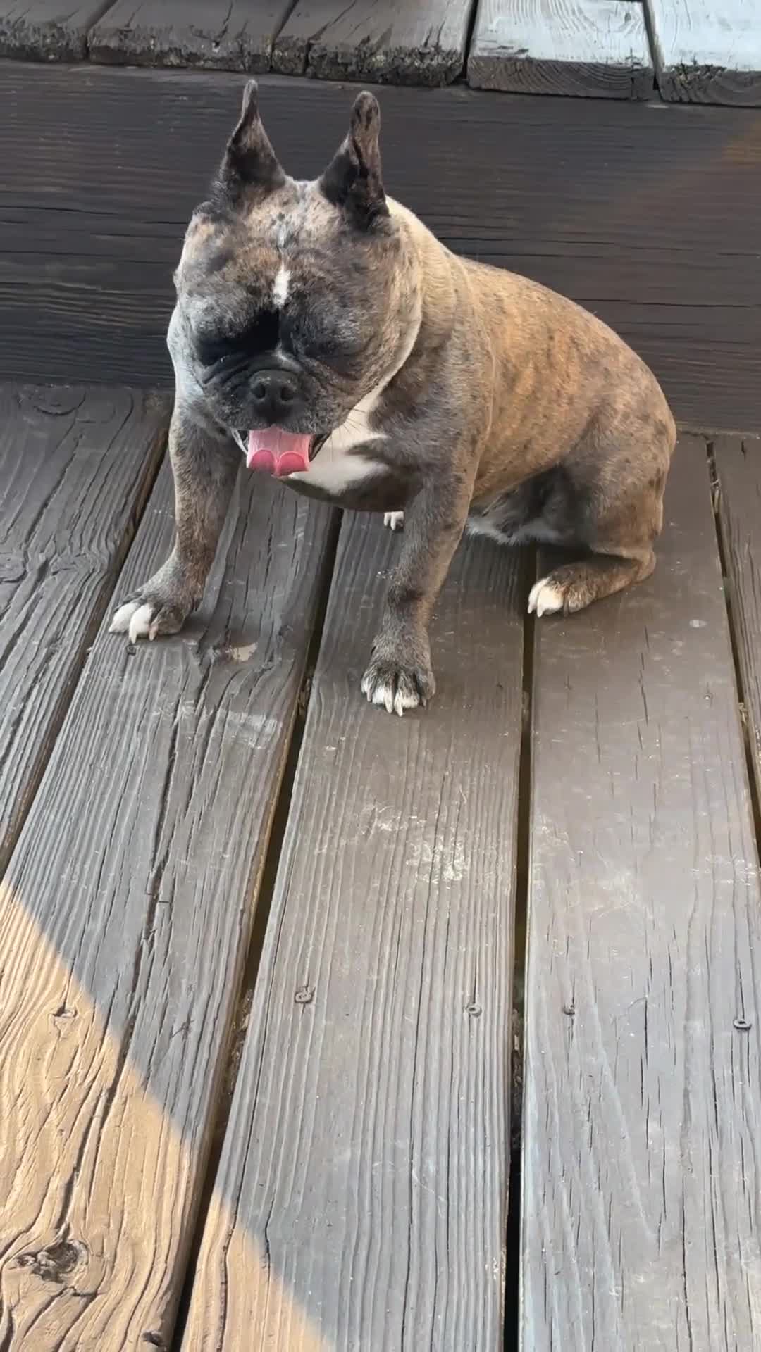 Frenchton dogs for sale: Frenchton 1 - Video 1