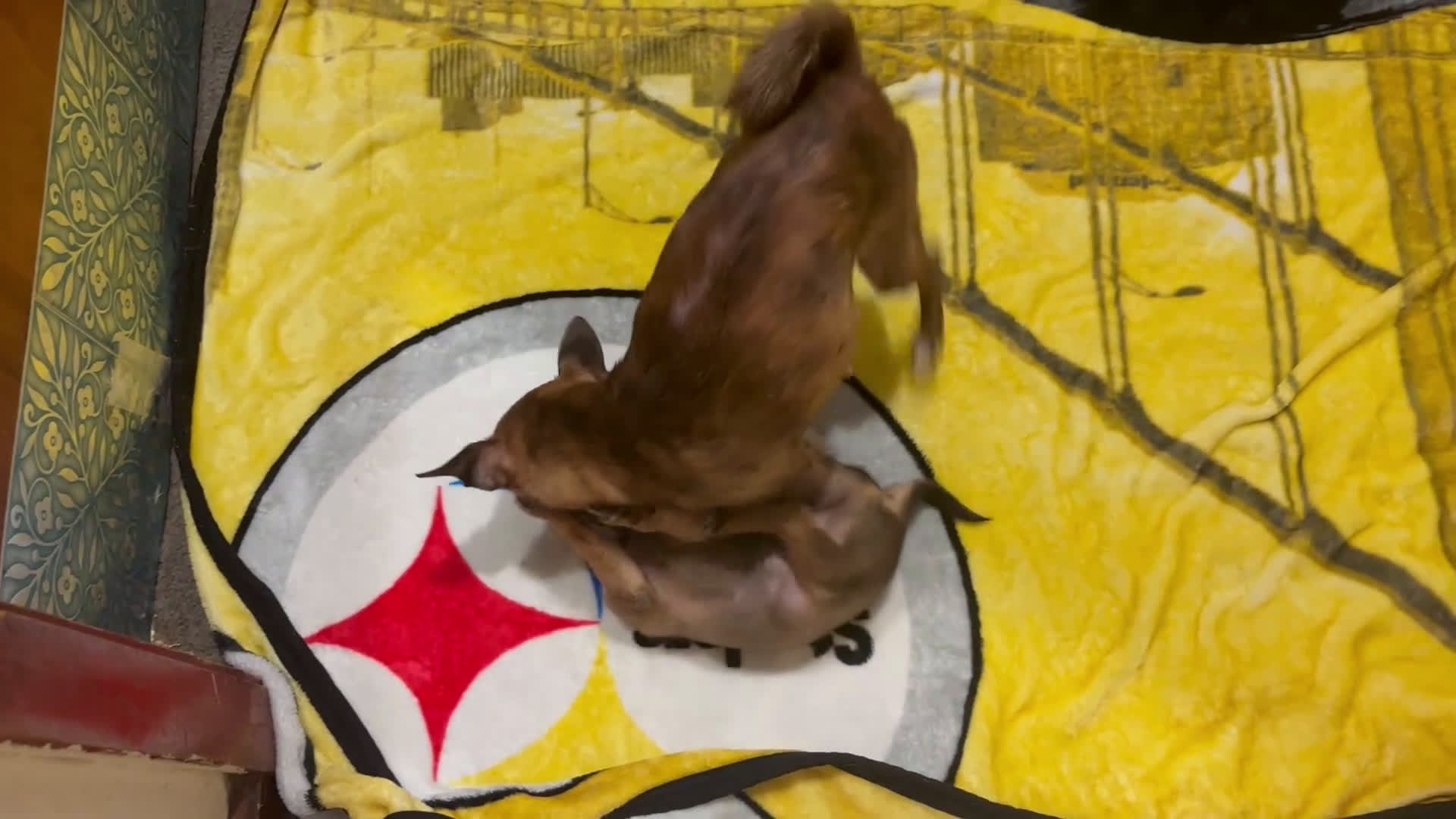 Chihuahua dogs for sale: Chihuahua Puppy 1 - Video 1