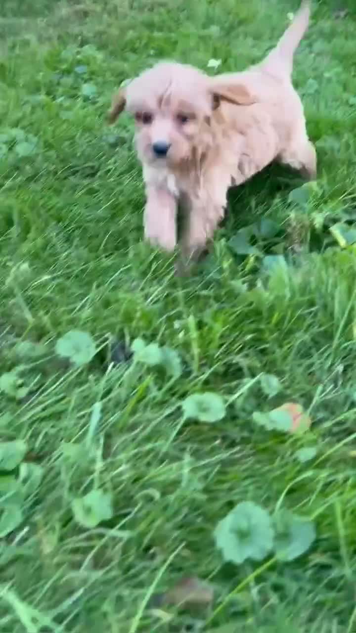 Mini Goldendoodle dogs for sale: Dewie 💎 - Video 1