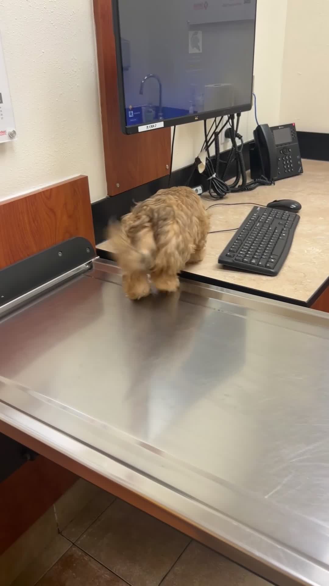 Yorkiepoo dogs for sale: Yorkiepoo Puppy 4 - Video 4