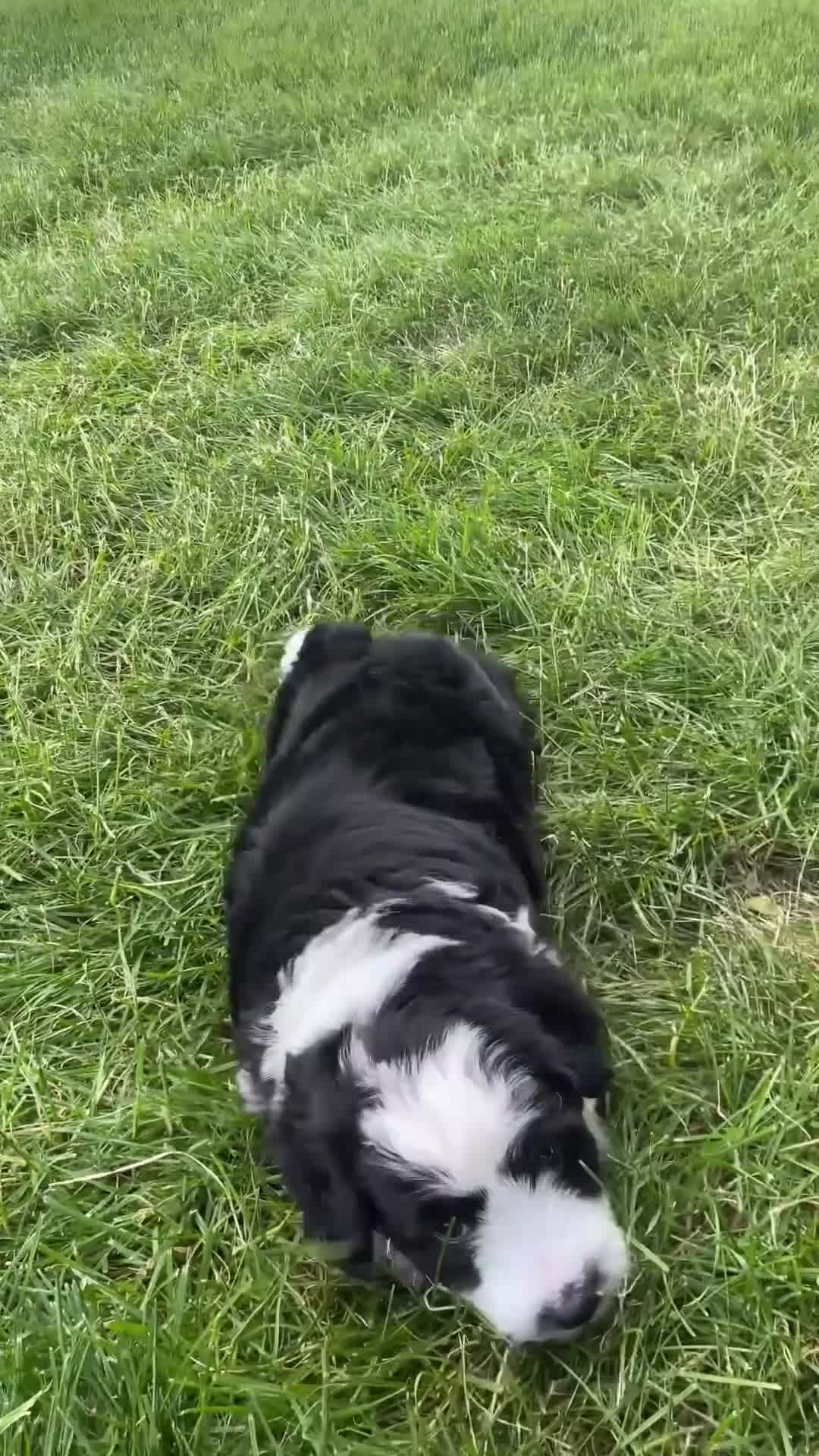 Mini Aussiedoodle dogs for sale: Jasper 💎 - Video 1