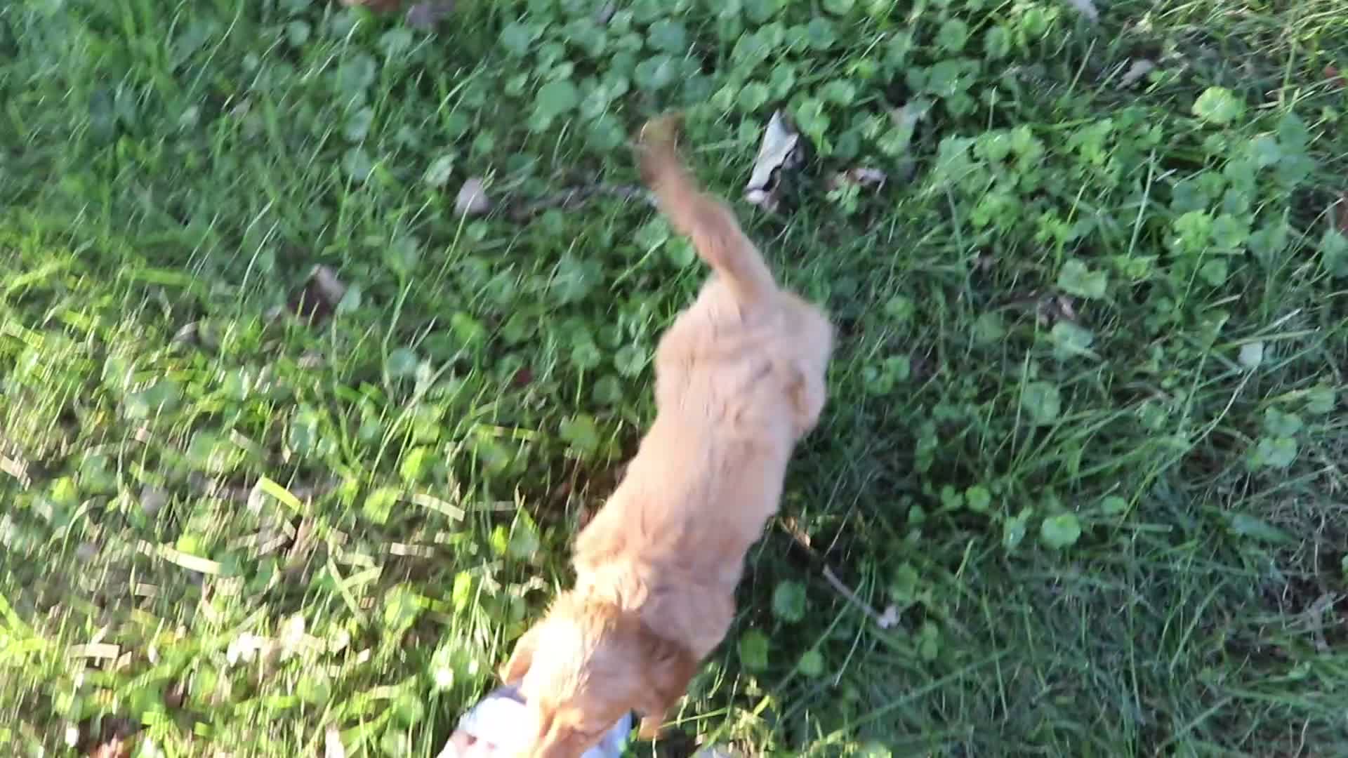 Dachshund dogs for sale: Carmen  - Video 1