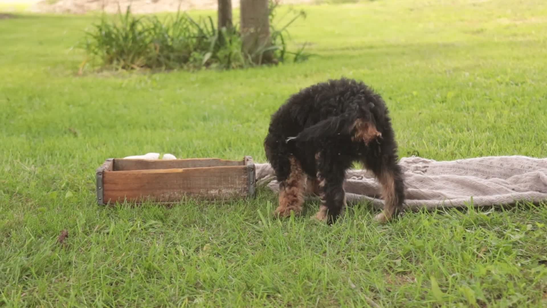 Mini Bernedoodle dogs for sale: Mooney Mini Bernedoodle  - Video 3