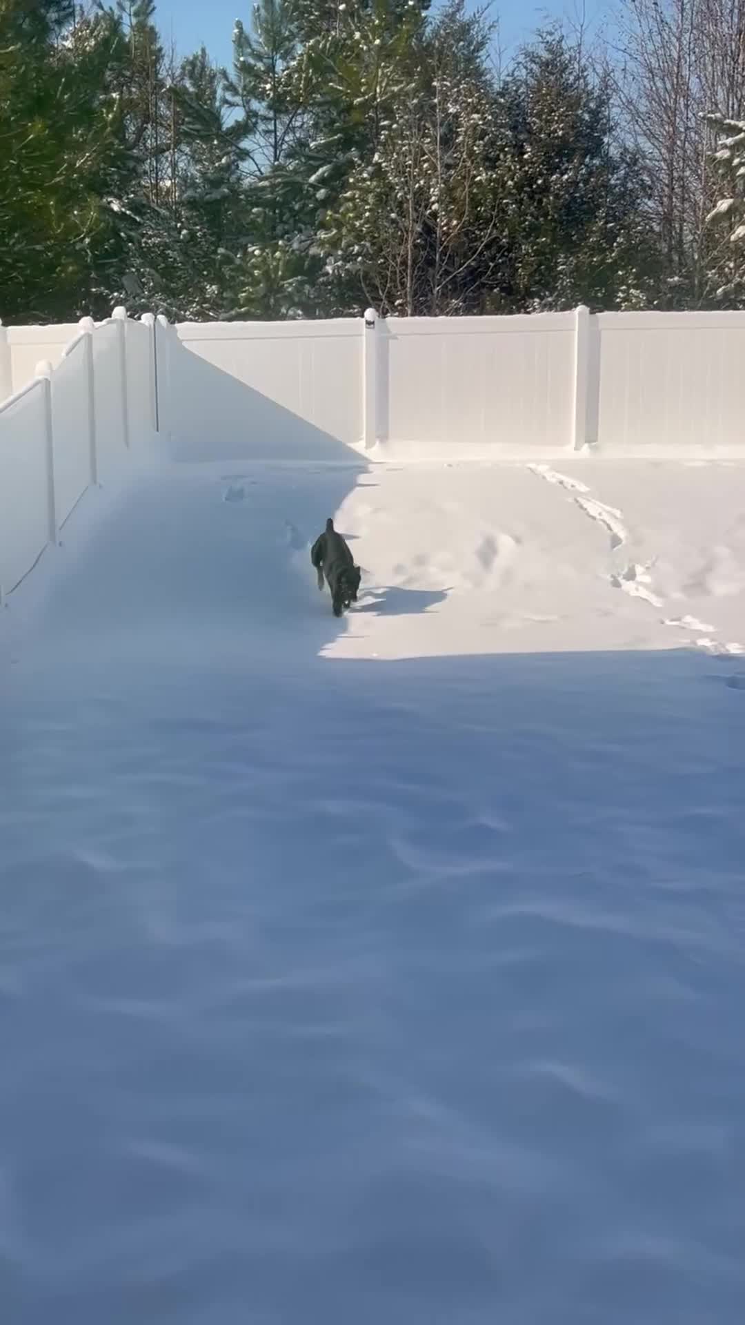 Cane Corso dogs for stud: Bash  - Video 1