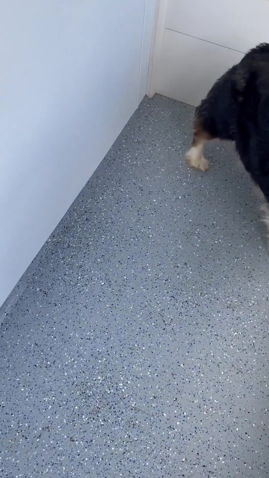 Australian Shepherd dogs for sale: Australian Shepherd- Gidget - Video 2