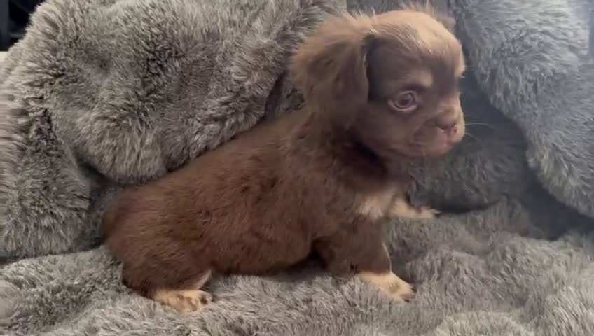 French Bulldog dogs for sale: Grumpy - Video 1