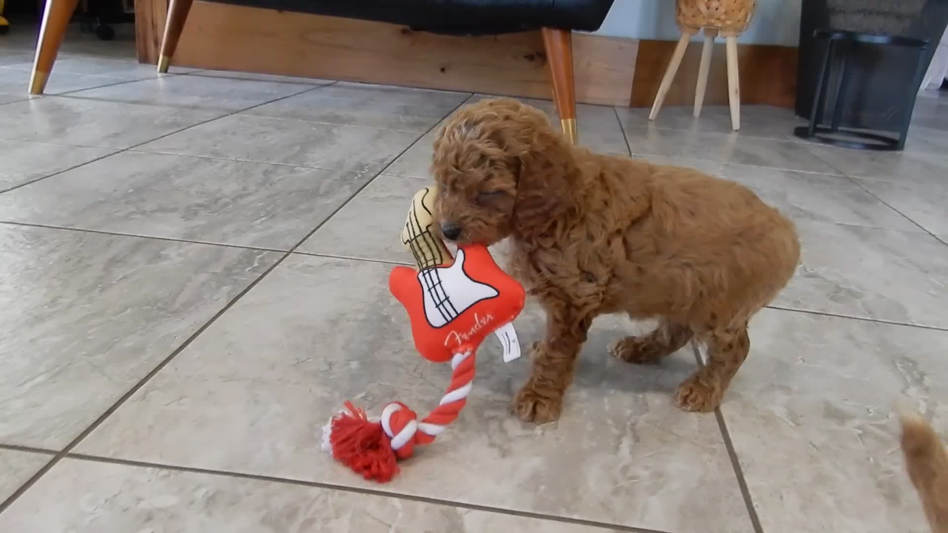 Cavapoo dogs for sale: Penny - Video 2