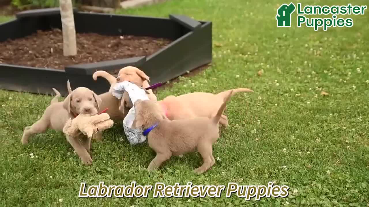 Labrador Retriever dogs for sale: Mango - Video 1