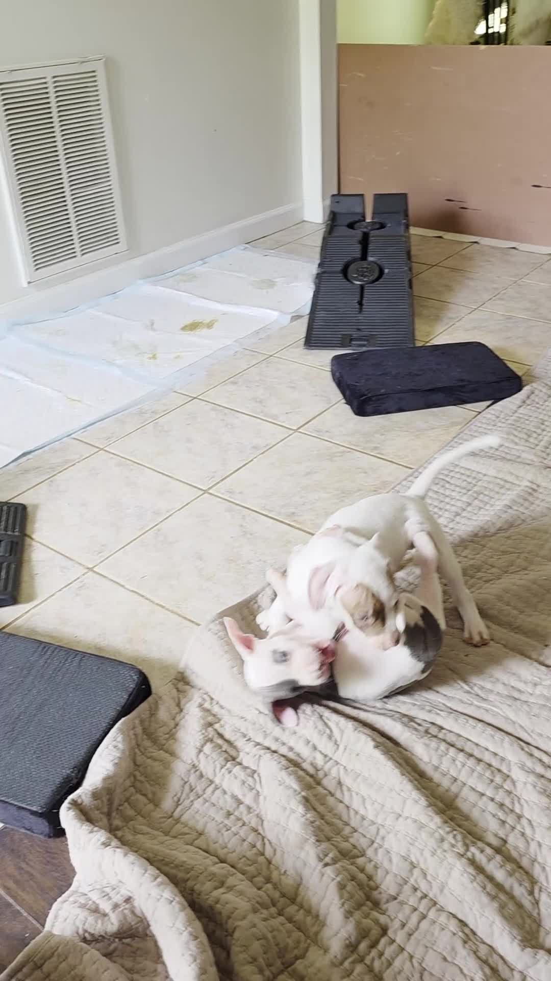 American Pit Bull Terrier dogs for sale: American Pit Bull Terrier Puppy 2 - Video 3