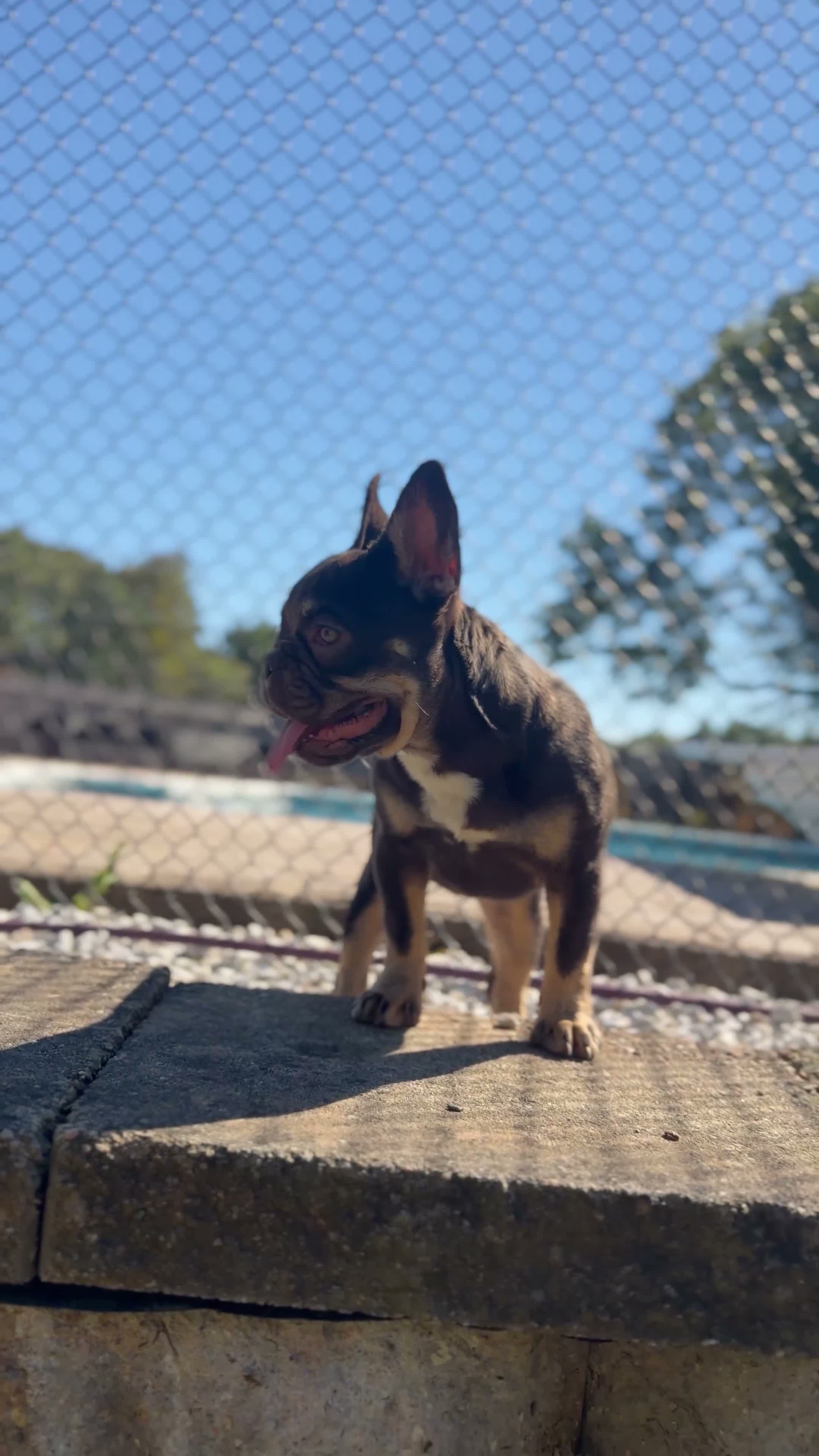 French Bulldog dogs for sale: ROPE - Video 6