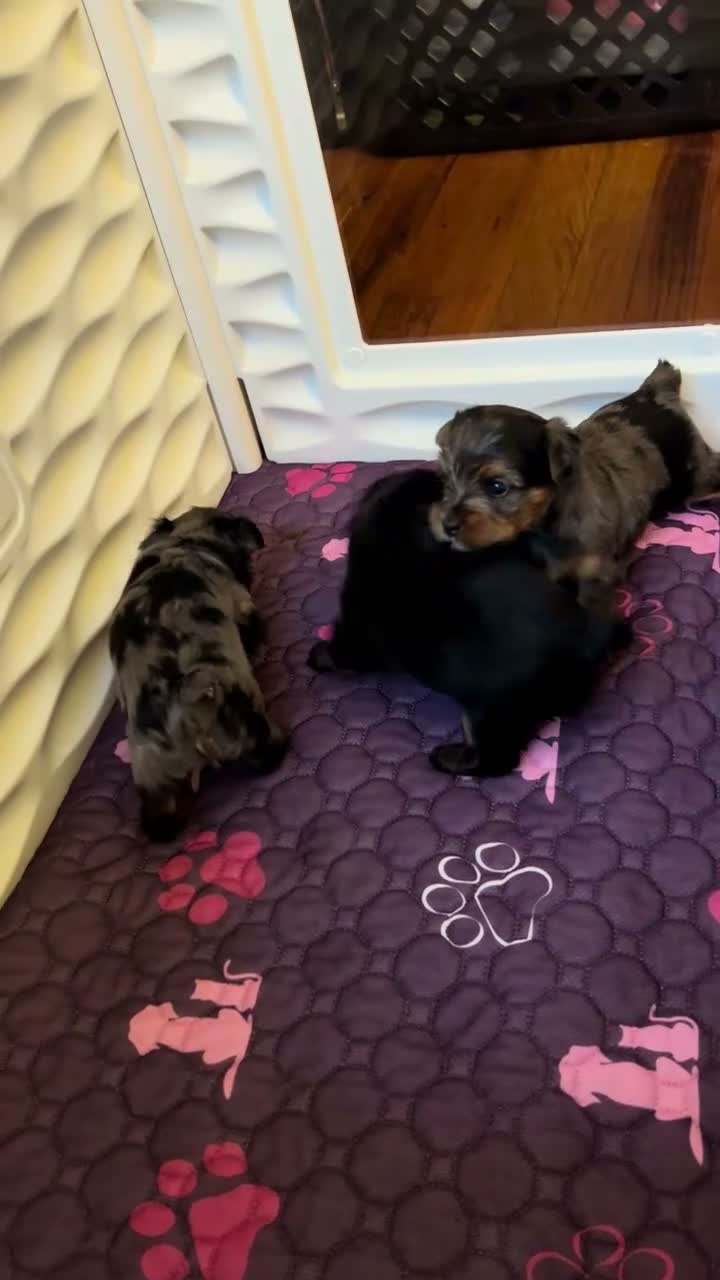 Yorkshire Terrier dogs for sale: Yorkshire Terrier 1 - Video 1