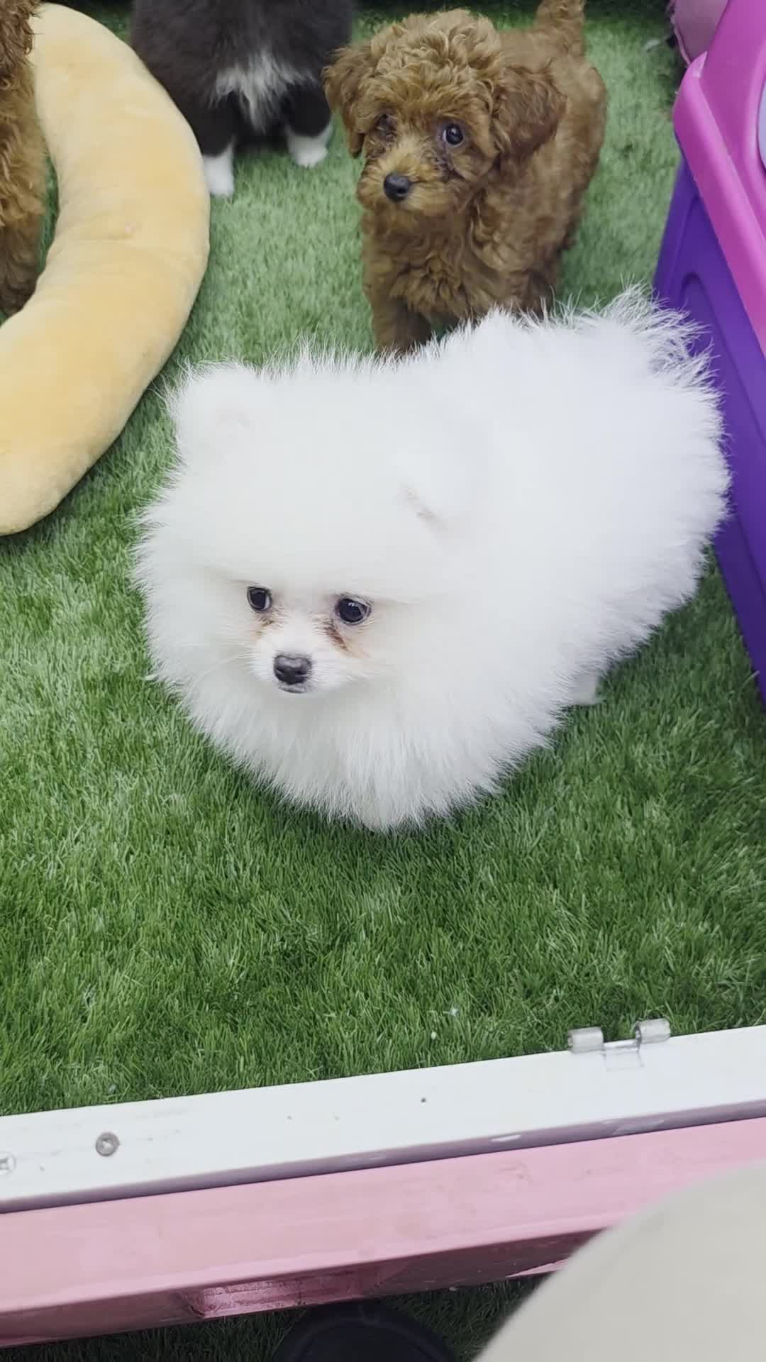 Pomeranian dogs for sale: Pomeranian Lucio - Video 1