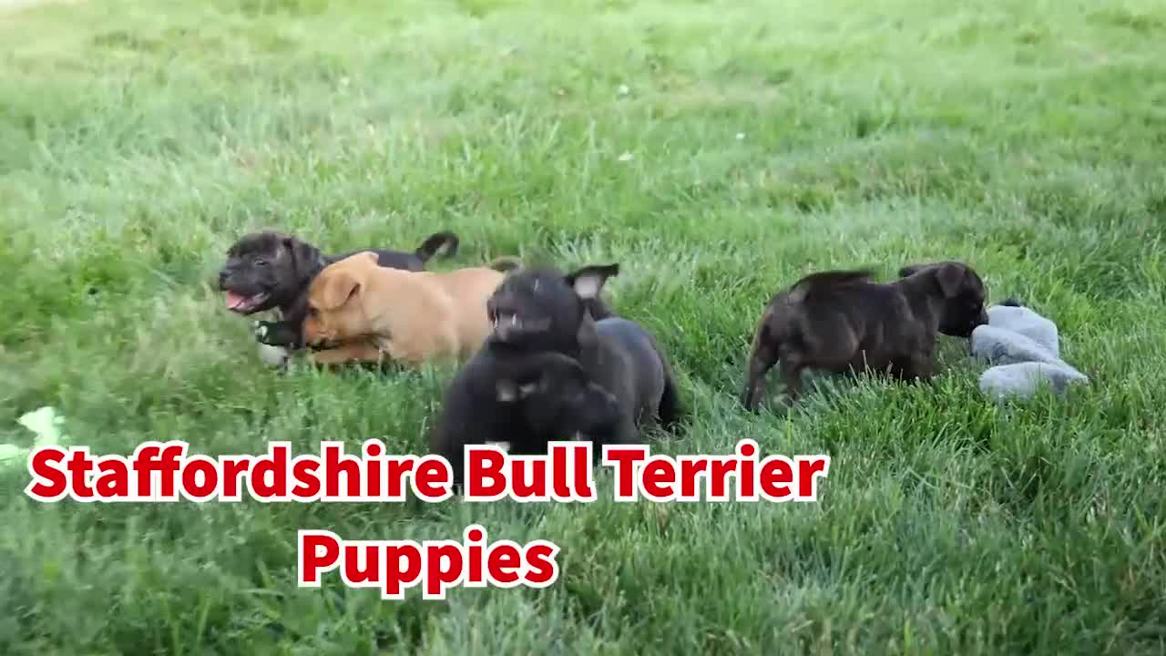 Staffordshire Bull Terrier dogs for sale: Moose 🐶 - Video 2