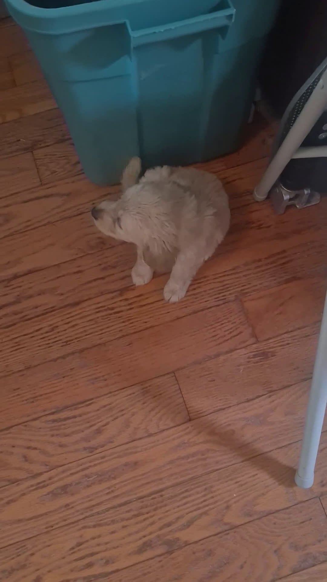 Goldendoodle dogs for sale:  Puppy 2 - Video 1