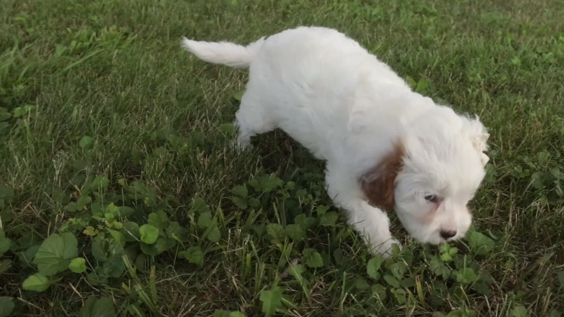 Mixed Breed dogs for sale: Thumbelina Munchkin Bernedoodle - Video 1