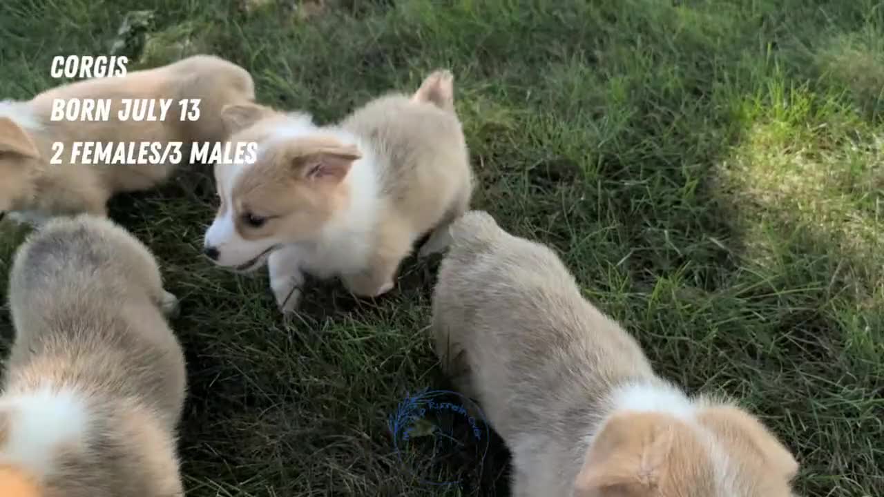 Welsh Corgi Pembroke dogs for sale: Nadia - Video 2