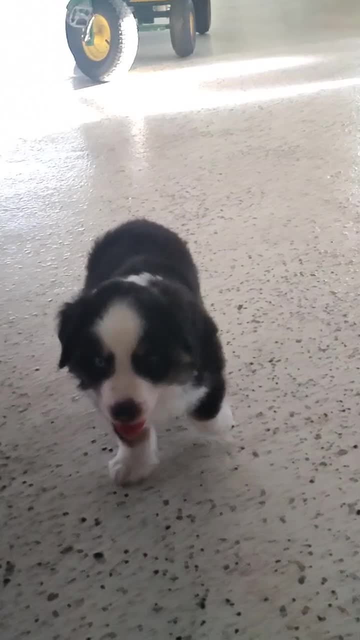 Miniature Australian Shepherd dogs for sale: Buster - Video 1