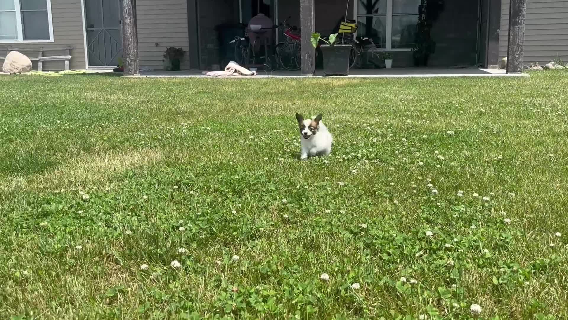 Papillon dogs for sale: Briar - Video 1