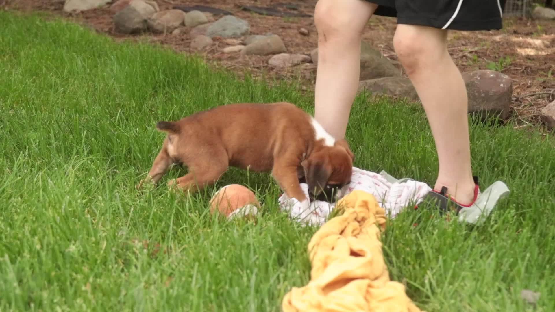 Boxer dogs for sale: Skye - Video 1