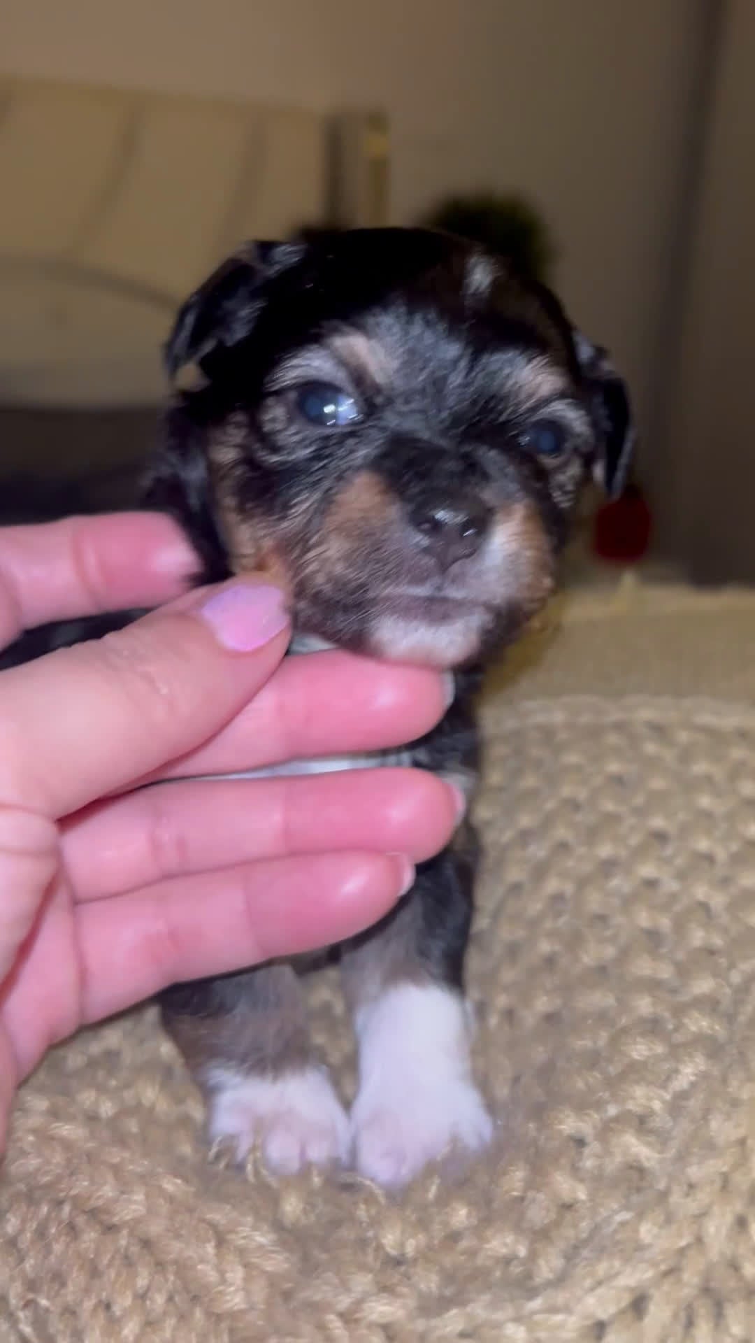 Chihuahua dogs for sale: Chihuahua Puppy 3 - Video 1