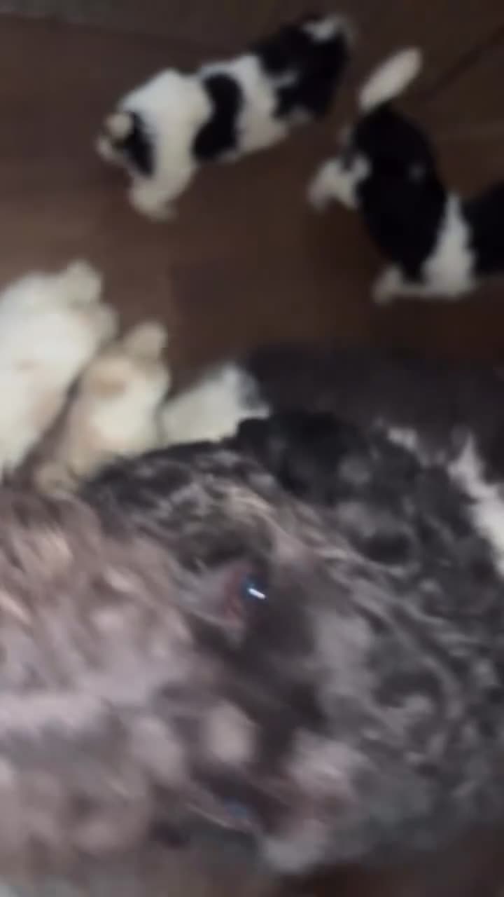 Labradoodle dogs for sale: Cashes - Video 2